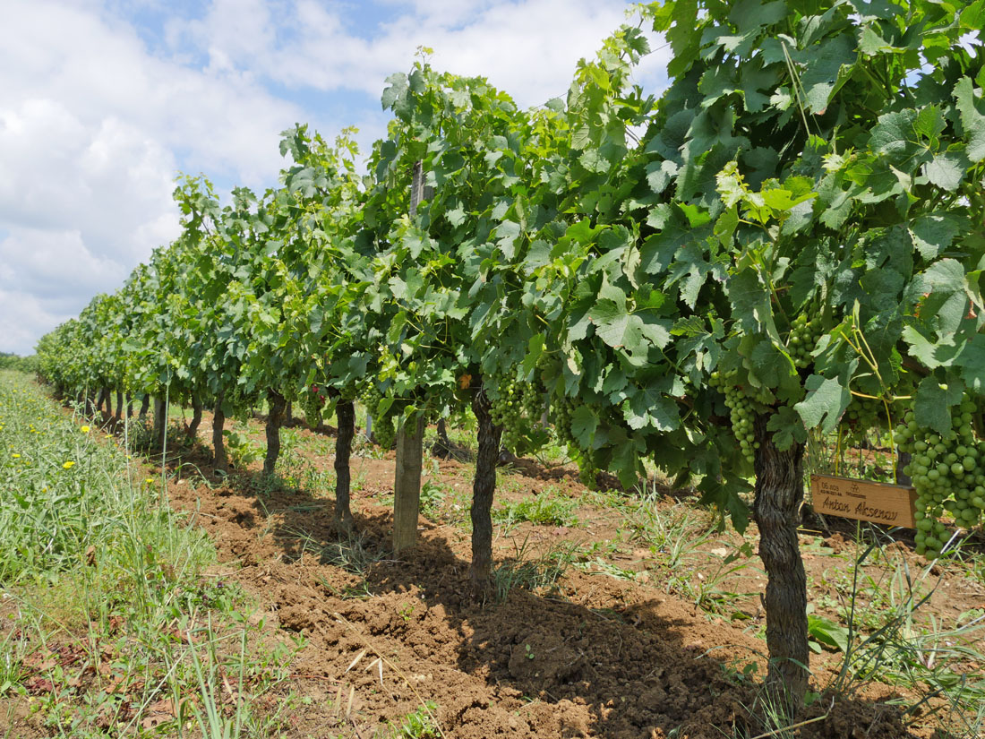 Виноградник на урожай